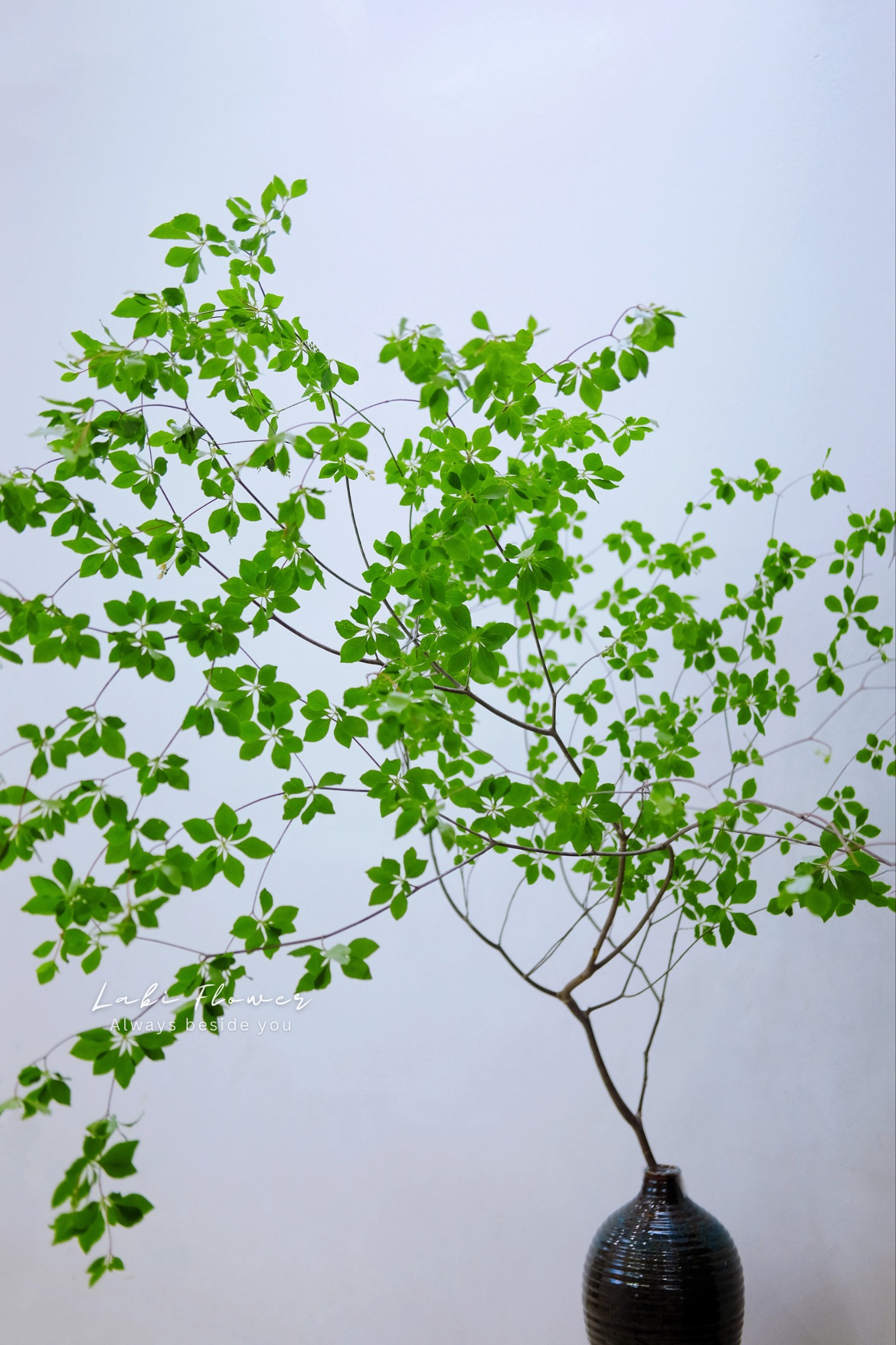 Thạch Nam Nhật Bản – Vẻ đẹp tinh tế giữa không gian sống hiện đại